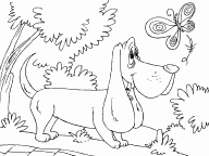 Hound Dog