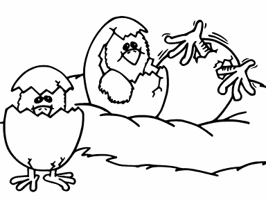 Chicks