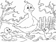 Duck and Ducklings