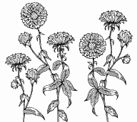 Aster
