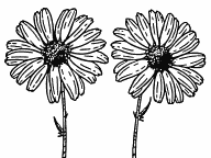 Daisy