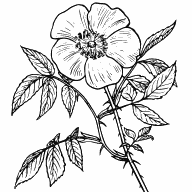 Eglantine