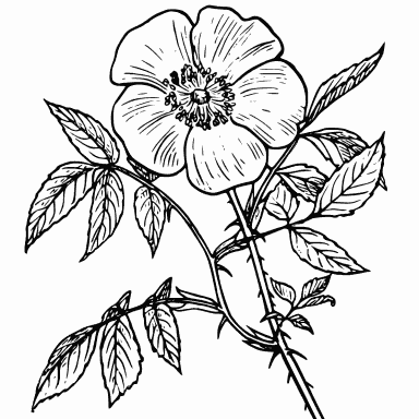 Eglantine