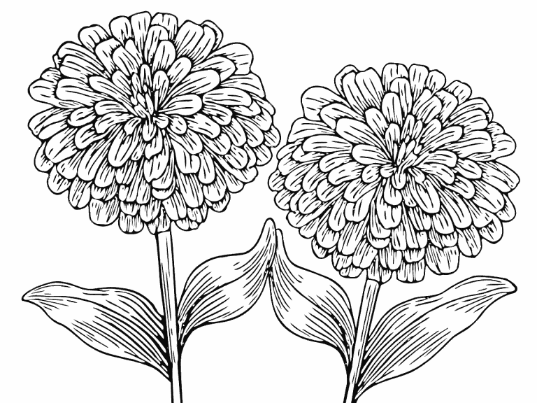 Download Zinnia coloring page - Coloring Pages 4 U