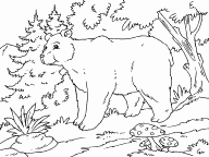 Bear