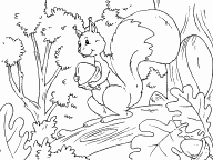 Squirrel