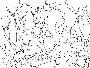 Squirrel