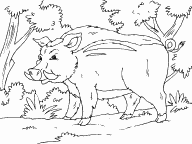 Wild Pig