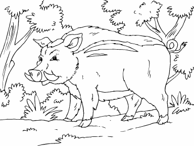 Wild Pig