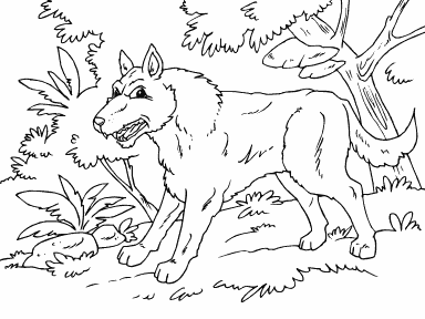 Wolf