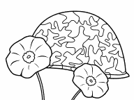 Helmet and Poppies