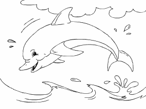 Dolphin