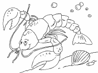 Lobster