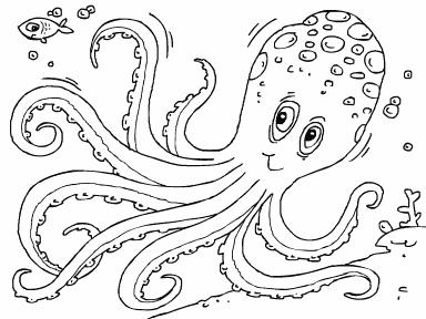 Octopus