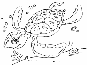 Turtle